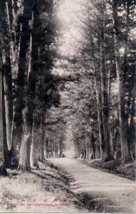 (日光)杉並木 A ROW OF CRYPTOMERIA NIKKO