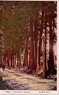 Nikko : Cryptomeria Avenue. 日光杉並木