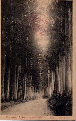 Thousands of Cedars by road, Nikko. (日光名所)杉並木